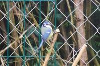 Cyanistes caeruleus