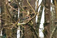 Fringilla coelebs