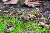 Fringilla coelebs