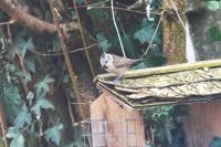 Lophophanes cristatus