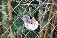 Periparus ater