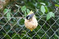 Periparus ater