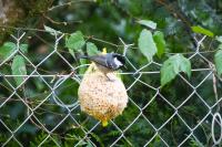 Periparus ater