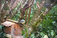 Parus major