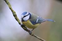 Cyanistes caeruleus