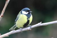 Parus major