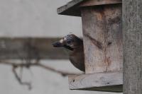 Garrulus glandarius