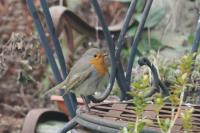 Erithacus rubecula