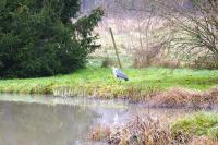 Ardea cinerea