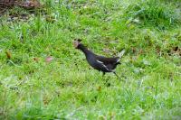 Gallinula chloropus