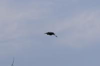 Ardea cinerea