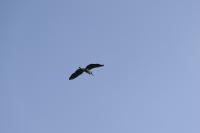 Ardea cinerea