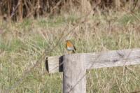 Erithacus rubecula
