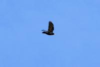 Corvus frugilegus