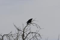 Corvus corone