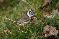 Lophophanes cristatus