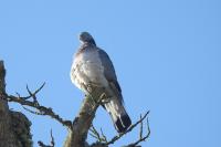 Columba palumbus
