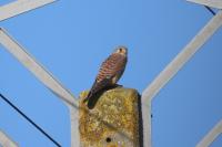 Falco tinnunculus