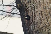 Sturnus vulgaris