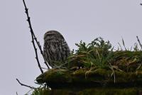 Athene noctua
