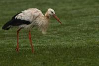 Ciconia ciconia
