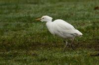 Bubulcus ibis