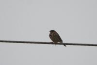 Anthus pratensis
