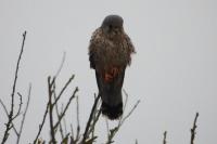 Falco tinnunculus