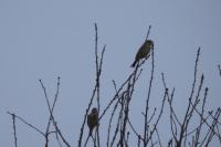 Emberiza calandra
