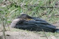 Phalacrocorax carbo