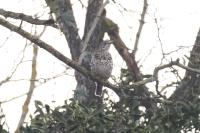 Turdus viscivorus