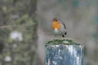 Erithacus rubecula