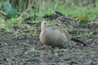 Phasianus colchicus