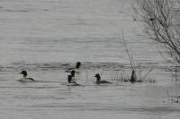 Mergus merganser