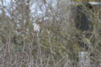 Emberiza schoeniclus