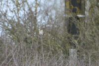 Emberiza schoeniclus