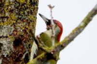 Picus viridis