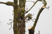 Picus viridis