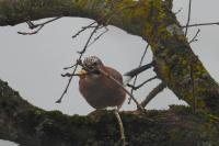Garrulus glandarius