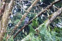 Sturnus vulgaris