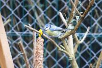 Cyanistes caeruleus