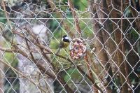 Parus major
