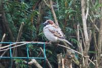 Passer domesticus