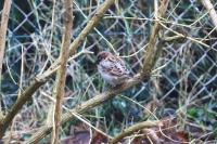 Passer domesticus