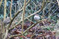 Passer domesticus