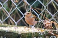 Fringilla coelebs