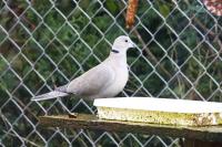 Streptopelia decaocto