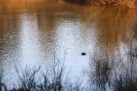 Fulica atra