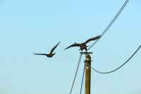 Buteo buteo