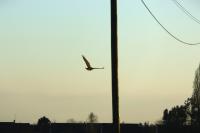 Buteo buteo